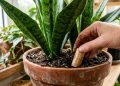 Enterrar metade de uma rolha de vinho na terra da espada-de-são-jorge para que serve e quais são os benefícios