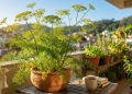 A planta “ouro vegetal” com folhas delicadas e flores amarelas que perfuma o jardim, cresce em vasos e ainda pode virar chá