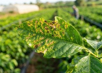 Cientistas revelaram que plantas infectadas por vírus precisam frear o próprio sistema imunológico para sobreviver