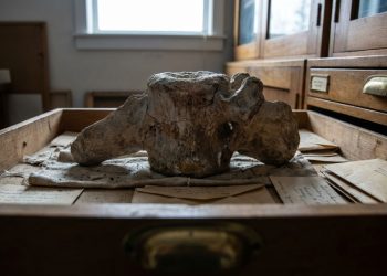 Museu do Alasca guarda “ossos de mamute” por 70 anos antes de descobrir serem de outro animal