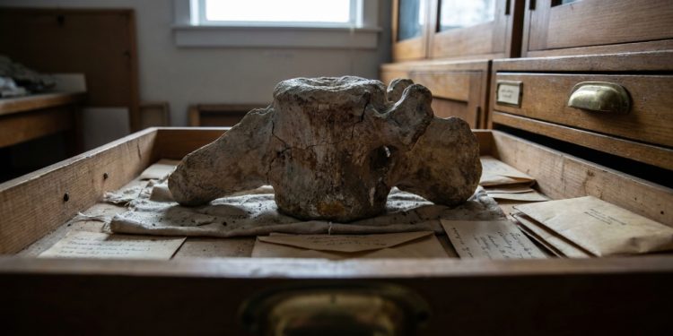 Vértebra fossilizada em gaveta antiga do museu