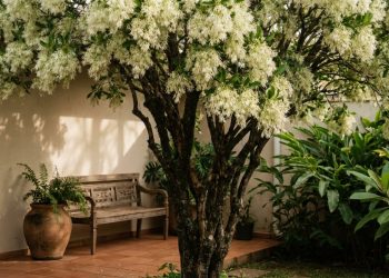 A árvore de pequeno porte que cabe em vasos, floresce em cachos brancos e deixa o jardim mais perfumado