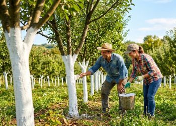 Pintar árvores de branco: para que serve a caiação do tronco e por que ela é recomendada