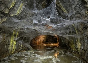 A maior teia de aranha do mundo fica em uma caverna sem luz entre dois países e abriga mais de 100 mil animais