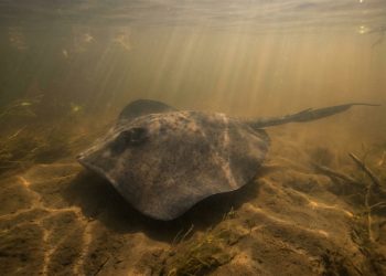 A raia-gigante de 300 kg que superou o bagre do Mekong e virou o maior peixe de rio já registrado