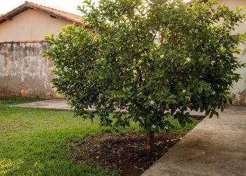 Esta árvore frutífera cabe em quintais pequenos, não levanta o piso e dá frutos em menos de um ano