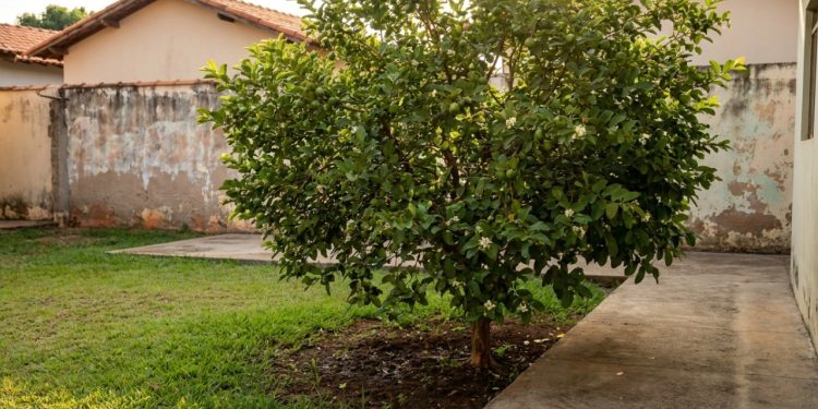 Goiabeira com frutos em quintal pequeno, ao lado de piso intacto, muro simples e copa arredondada