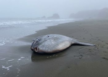 O gigante de 2,7 metros que confundiu moradores na praia e expôs um mistério do oceano profundo