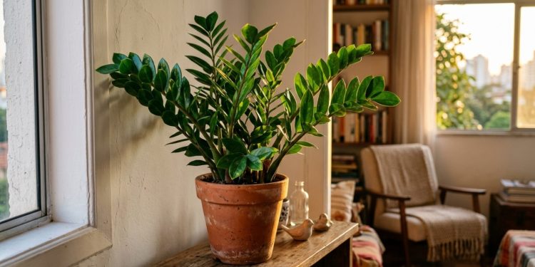 5 plantas ideais para ambientes internos com baixa luminosidade
