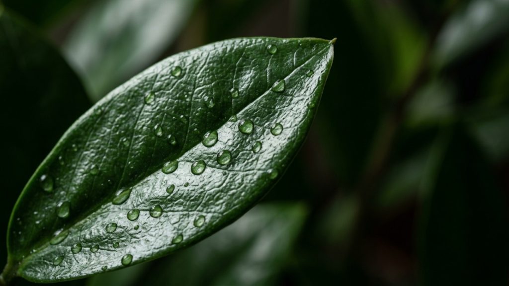 As 7 plantas ideais para ambientes pequenos