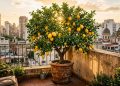 O cultivo do limoeiro, seus benefícios de sombra, frutos e chá