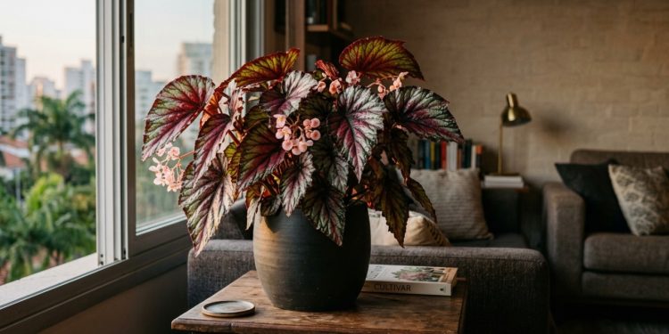 Cultivo de begônias como plantas de sombra em ambientes internos