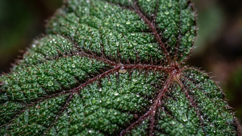 Cultivo de begônias como plantas de sombra em ambientes internos