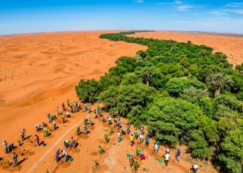 Vista aérea de área desértica com faixa de vegetação verde e pessoas plantando mudas na borda da floresta.