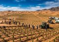 Trabalhadores plantam mudas em área desértica com apoio de tratores e caminhões-pipa, cercados por dunas e montanhas.
