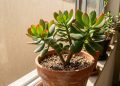 Se a sua planta-jade nunca ficou vermelha, o problema pode estar na luz, na rega ou no vaso