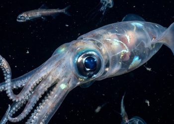 Após 100 anos de buscas, a criatura mais pesada entre os invertebrados finalmente foi registrada viva no fundo do mar