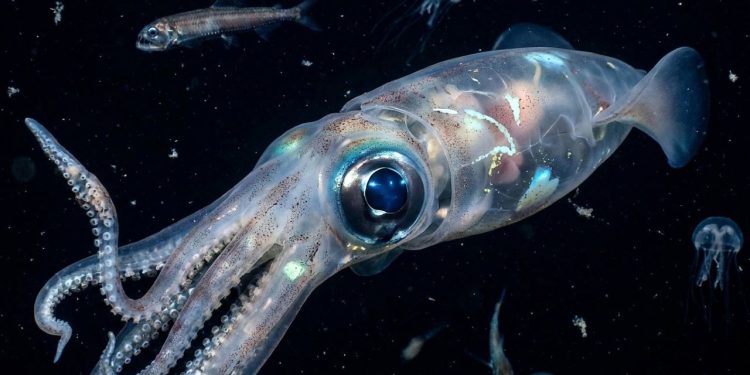 Após 100 anos de buscas, a criatura mais pesada entre os invertebrados finalmente foi registrada viva no fundo do mar