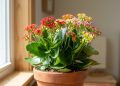 A kalanchoe é a suculenta “indestrutível” que floresce mesmo com pouca água e quase nenhum tempo de cuidado