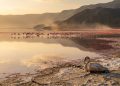 O lago da Tanzânia que engana aves com sua superfície brilhante e conserva corpos como estátuas de sal