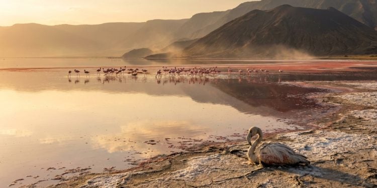 Lago Natron reflete o céu entre sal, flamingos e margens minerais