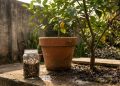 Água de lentilha no pé de limão: para que serve e por que tantos jardineiros recomendam esse cuidado?