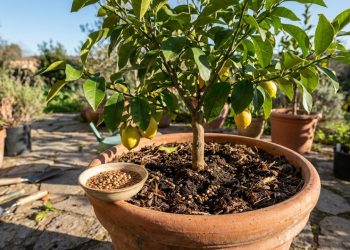 Colocar lentilhas na terra do pé de limão: para que serve e por que jardineiros recomendam?