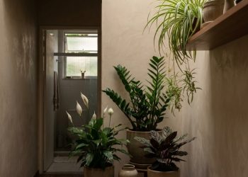 As plantas que sobrevivem em cantos de pouca luz, pedem pouca rega e fogem do óbvio na decoração