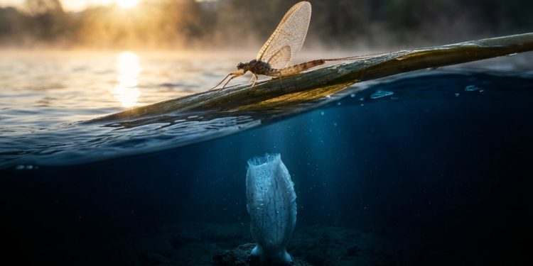Efêmera no rio e esponja-do-mar profunda mostram extremos da longevidade animal
