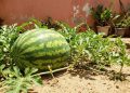 O segredo para plantar melancias gigantes, doces e cheias de sabor no quintal