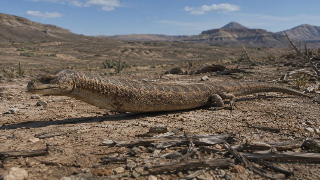 Cientistas descobrem fóssil raro que revela como as cobras eram quando ainda tinham “pernas”