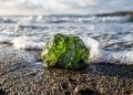 O mineral verde que cientistas espalharam em uma praia para ajudar os oceanos a “engolirem” carbono