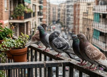 5 maneiras fáceis de afastar pombos da varanda, reduzir problemas incômodos, com segurança e sem usar produtos químicos