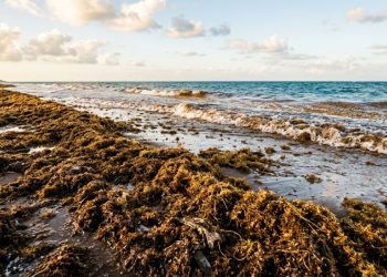A Grande Faixa de Sargaço do Atlântico tornou-se um fenômeno oceânico sem precedentes, alimentado por nutrientes da Amazônia, fertilizantes e esgoto