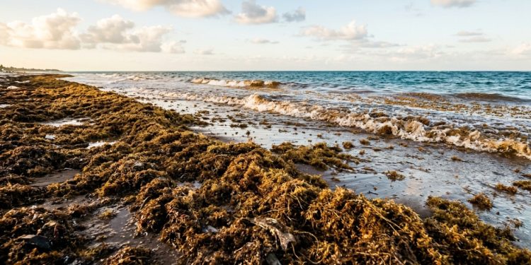 A Grande Faixa de Sargaço do Atlântico tornou-se um fenômeno oceânico sem precedentes, alimentado por nutrientes da Amazônia, fertilizantes e esgoto