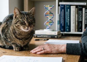 Nova pesquisa científica diz que humanos e gatos são geneticamente relacionados