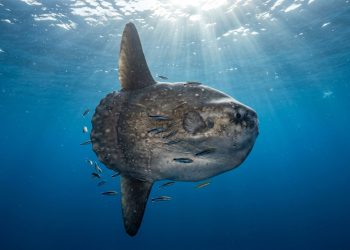 Esse peixe quebra todas as regras de “como ser um peixe”