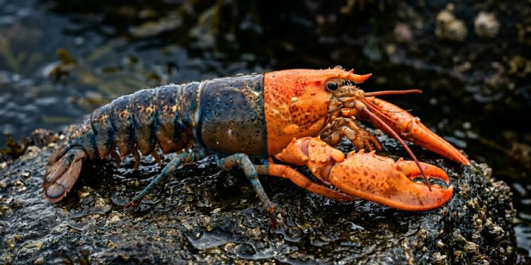 A lagosta ultrarrara que nasceu dividida em duas cores e surpreendeu cientistas