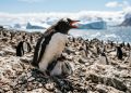 Cientistas descobrem que pinguins estão “adiantando a própria vida” para escapar do calor extremo