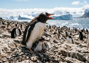 Cientistas descobrem que pinguins estão “adiantando a própria vida” para escapar do calor extremo