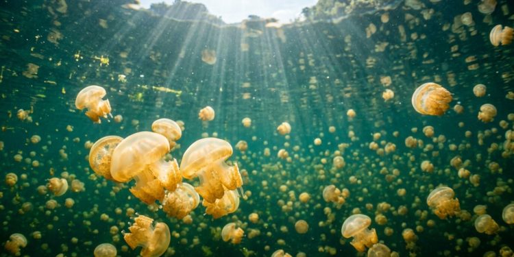 Esse ecossistema evoluiu por 12 mil anos longe do resto do mundo e guarda uma espécie única no mundo