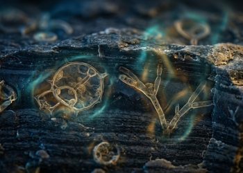 Fósseis microscópicos de 1,7 bilhão de anos encontrados na Austrália podem reescrever a história da evolução