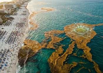 O “tsunami marrom” de algas que invade praias do Atlântico pode ganhar uso revolucionário em 2026