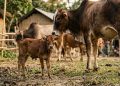 A vaca mais baixa do planeta entrou para o Guinness e tinha o tamanho comparável ao de um cachorro