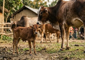 A vaca mais baixa do planeta entrou para o Guinness e tinha o tamanho comparável ao de um cachorro