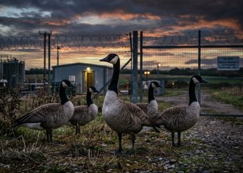 A força militar da China utiliza animais “curiosos” como sistema de vigilância em algumas regiões