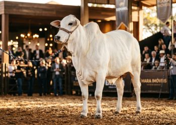 Esta vaca brasileira vale mais que mansões de luxo e chamou atenção do mundo inteiro