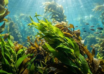 Por que as algas marinhas são consideradas um superalimento desde a pré-história