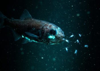 Peixes que "roubam" proteínas de suas presas para brilhar no escuro