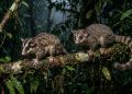 2 espécies consideradas extintas há 6 mil anos foram encontradas por cientistas vivendo em floresta isolada